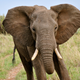 Illustration for article titled Could imported elephants trample Australias environmental woes?